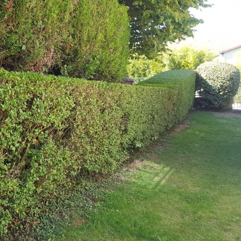 Haie bien taillée bordant une pelouse verte, avec des arbres en arrière-plan.